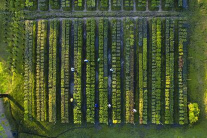 Nordesta, la ONG creada por Anita Studer, ha creado tres viveros dedicados a cultivar árboles para la reforestación.