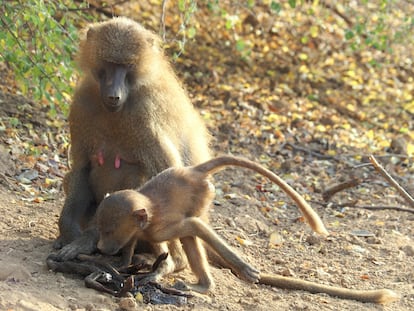 Dos babuinos de Guinea en el Parque Nacional de Niokolo Koba