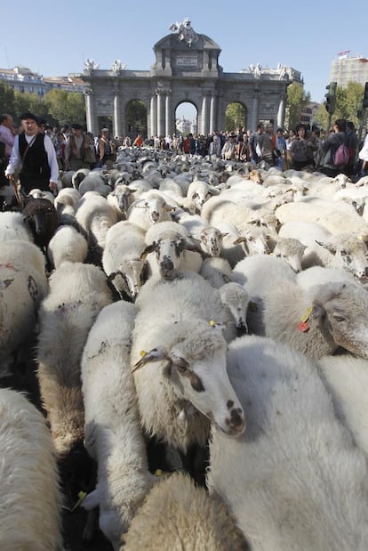 Aprovechando que es domingo y que los coches se han ido de puente, las ovejas han ocupado las principales vías de la ciudad, como la calle Alcalá o la Puerta del Sol. Capitaneadas por sus pastores, las ovejas han congregado a muchos curiosos a su alrededor.