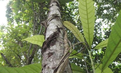 La ayahuasca, una planta del Amazonas, fue patentada en EE UU por Loren Miller en 1984. Suscitó la oposición de las comunidades indígenas.