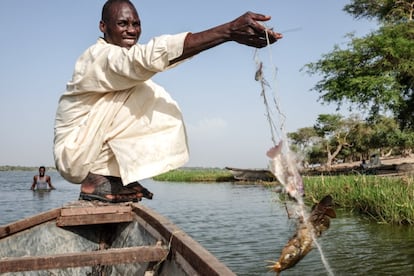 Más de siete millones de personas sufren inseguridad alimentaria y tienen dificultades para acceder a la comida, el agua, la educación y la salud y 500.000 niños padecen desnutrición severa, según la Oficina de Naciones Unidas para la Coordinación de Asuntos Humanitarios (OCHA). En la imagen, un pescador saca un pez de la red cerca de la orilla del lago Chad en la isla de Iga.