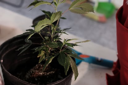 Una planta de marihuana en la sede del colectivo Mamá Cultiva, en Buenos Aires.