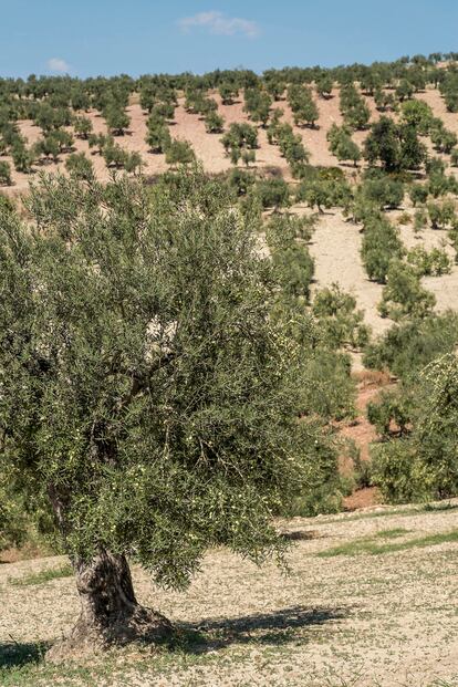 Aceituna aloreña