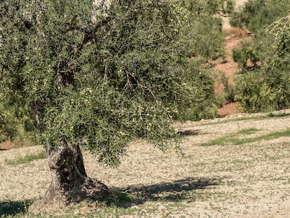 Olivos de la variedad aceituna aloreña de Málaga.