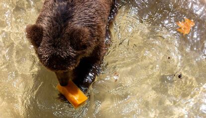 Un oso persigue su 'polo' en el agua, en el Zoo de Barcelona.