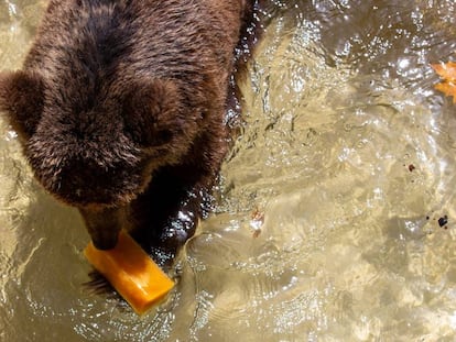 Un oso persigue su 'polo' en el agua, en el Zoo de Barcelona.