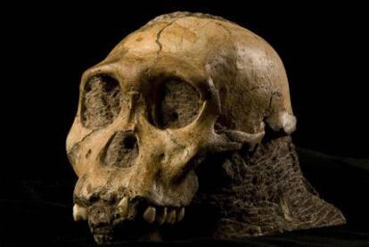 Cráneo del individuo juvenil de la especie <i>A. sediba.</i>