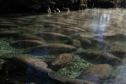 Un grupo de manatíes descansan en las aguas cristalinas de Crystal River cerca de Tampa, Florida (EE UU), 7 de enero de 2014.