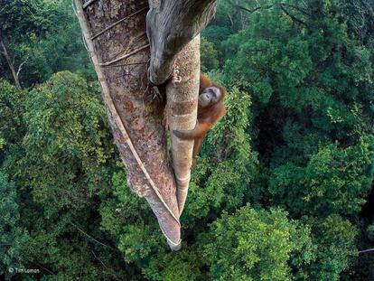 'Vidas entrelazadas', la foto ganadora del Wildlife Photographer of the Year.