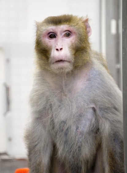 El macaco <i>Canto,</i> de 27 años, uno de los más longevos tras 20 años a dieta.