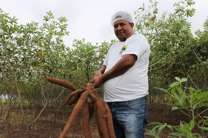 Lourenço de Camilo mostra a colheita de mandioca dos terenas.