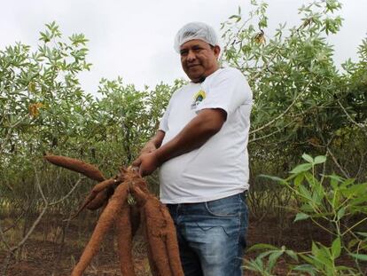 Lourenço de Camilo mostra a colheita de mandioca dos terenas.