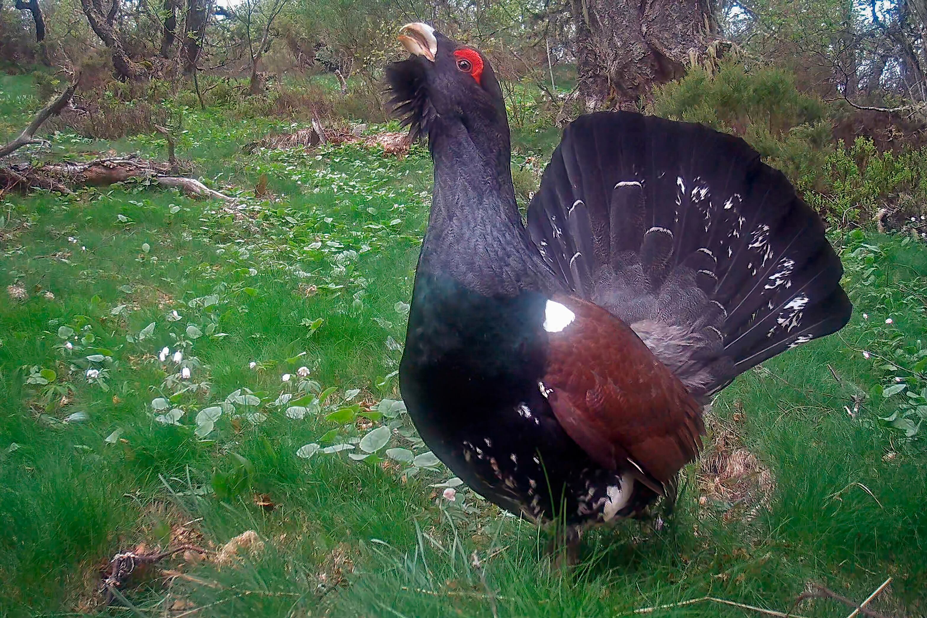 Macho de urogallo en ritual de celo en un cantadero cantábrico. Alto Sil, León.