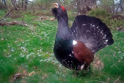 Macho de urogallo en ritual de celo en un cantadero cantábrico. Alto Sil, León.