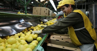 L&iacute;nea de envasado de limones en una de las f&aacute;bricas de San Miguel en la ciudad argentina del mismo nombre. 