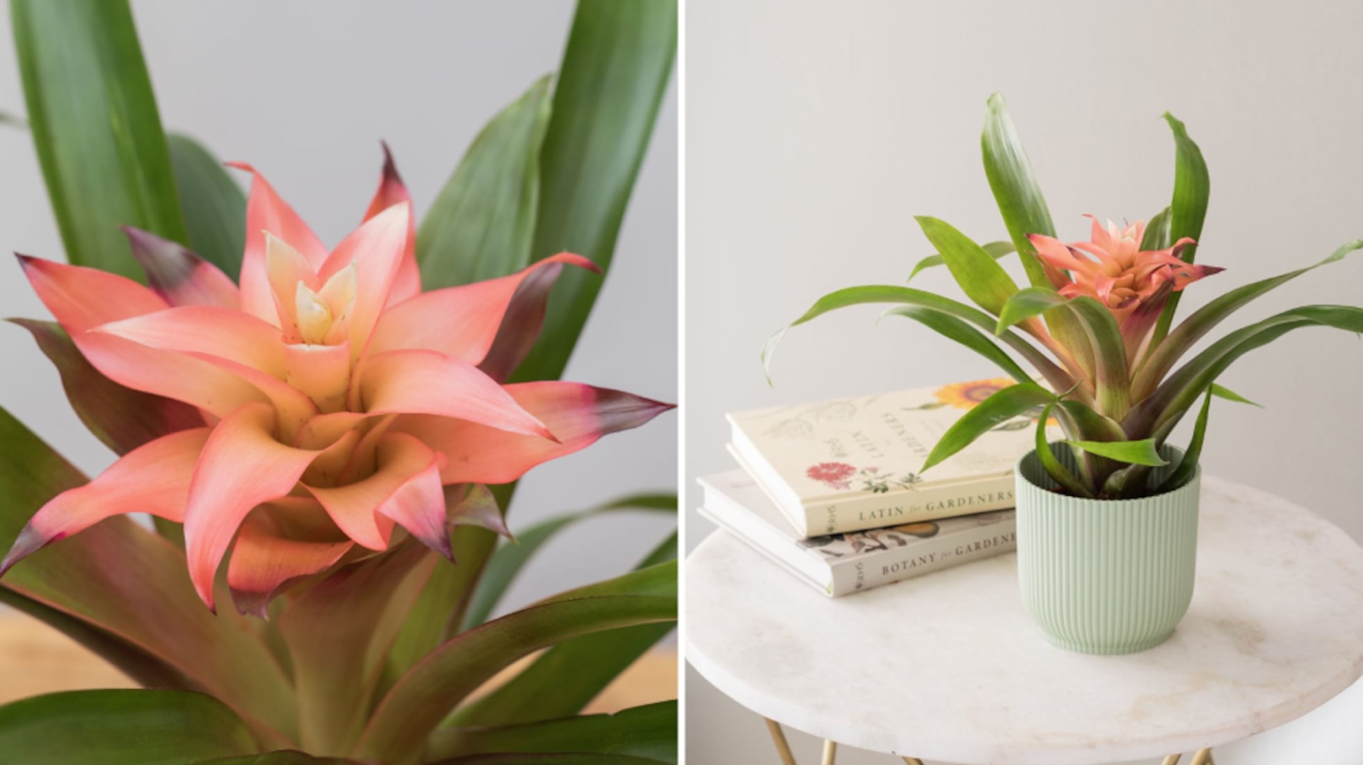 Plantas de interior resistentes, duraderas y muy fáciles de cuidar |  Escaparate: compras y ofertas | EL PAÍS, image size:1960x1100