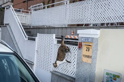 Un gato en la colonia San Vicente.