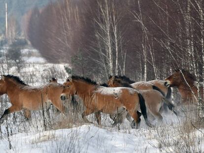 Manada de cavalos-de-przewalski em Chernobil (Ucrânia).