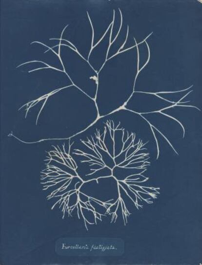 Furcellaria fastigiata, de la Parte IV de Photographs of British Algae- Cyanotypes Impressions, 1846