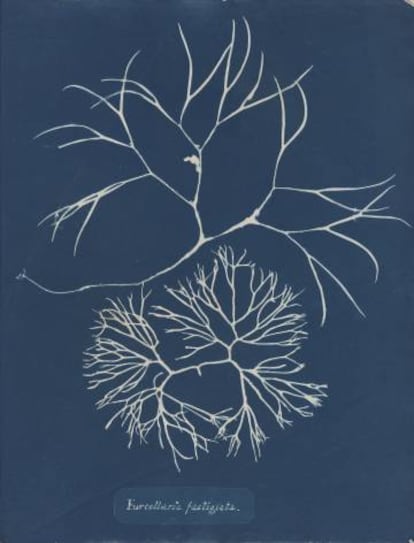 Furcellaria fastigiata, de la Parte IV de Photographs of British Algae- Cyanotypes Impressions, 1846