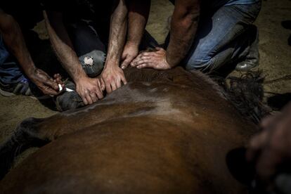 En el curro, con capacidad para 1.500 espectadores, se congrega a cientos de caballos, hasta 300 en esta edición de Rapa das Bestas, agrupados en los montes de los alrededores.