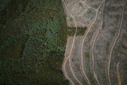 Plantaciones de pinos en el Parque Biológico Serra da Lousa, en Portugal, con laderas desnudas por talas recientes.