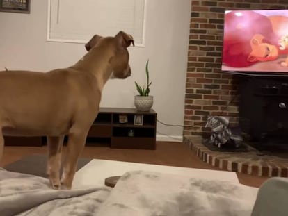 O que os cães veem quando assistem à televisão