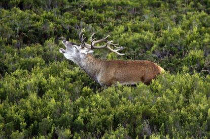 Un ciervo en el parque natural de Redes, en Asturias.