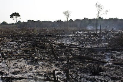 Una zona boscosa deforestada de Yucatán.