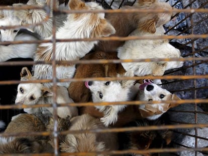 Vários cachorros em uma jaula de um mercado asiático.