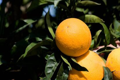 Naranjas de las plantaciones de Huelva del grupo García Carrión.