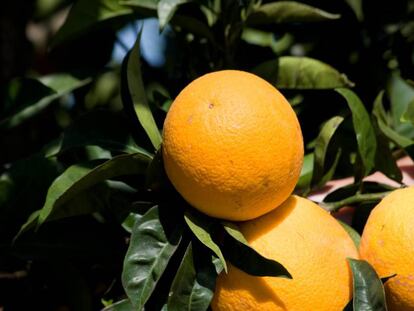  Naranjas de las plantaciones de Huelva del grupo García Carrión.