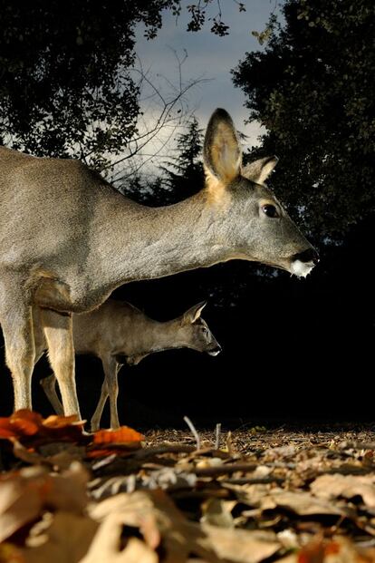 Corzo ('Capreolus capreolus'). Toma de alta velocidad realizada a ras de suelo con un objetivo angular para proporcionar un ángulo de visión diferente.