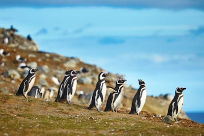 Desde el parque nacional Torres del Paine hay quienes se animan a conocer las prósperas colonias de pingüinos de Magallanes que se concentran en el <a href="http://www.conaf.cl/parques/monumento-natural-los-pinguinos/" target="_blank">el Monumento Natural Los Pingüinos</a> de isla Magdalena, accesible en ferri desde Punta Arenas, ubicada justo enfrente, al otro lado del estrecho de Magallanes. Cada año, de octubre a marzo, unas 60.000 parejas de pingüinos de Magallanes se congregan en la zona para el periodo de cría y esta excursión permite verlos deambular, proteger sus nidos y dirigir una mirada curiosa al viajero. De regreso a Punta Arenas, quedan muchas maravillas naturales por descubrir, como el <a href="https://parquedelestrecho.cl/" target="_blank">parque del Estrecho de Magallanes,</a> el Cabo Froward, el punto más al sur del continente, a 90 kilómetros al sur de Punta Arenas, o el desolado paisaje del <a href="http://www.conaf.cl/parques/parque-nacional-pali-aike/" target="_blank">parque nacional Pali Aike,</a> entre rocas de lava de colores, cráteres y cuevas. Su nombre en tehuelche lo dice todo: tierra del diablo.