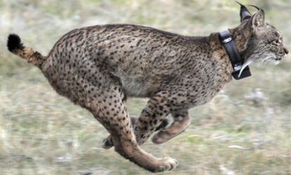 El lince ibérico es el carnívoro en mayor peligro de extinción de Europa.