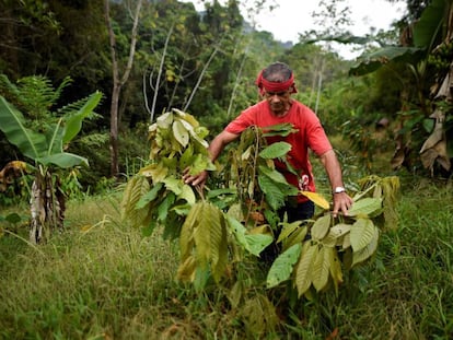 Una plantación de coca en la región de Catatumbo, al norte del departamento de Santander (Colombia), en febrero de 2019.