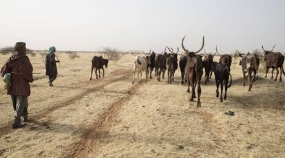 Pastores de Níger se desplazan con ganado en busca de agua durante la estación seca en Tera.