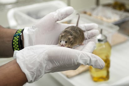 Un ratón en el animalario de la Universidad de La Laguna, hace tres años.