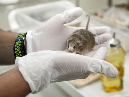 A mouse in the animal facility at the La Laguna University, three years ago.