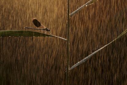 'Golden rain' (Lluvia de oro).