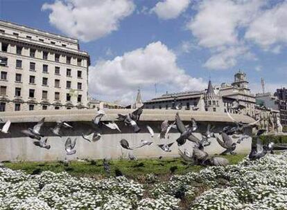 Las palomas revolotean por la fuente de la plaza de Catalunya de Barcelona que permanece cerrada para ahorrar agua.