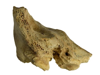 Fragment of the petrosal bone found in Cova Negra (Valencia).