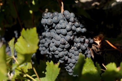 Un racimo de uvas cuelga de una vid en la trama de Cividade en la zona de Amandi en la Ribeira Sacra. Si se confirma una cosecha de cuatro millones de kilos de uva, la vendimia estará a medio camino entre la del 2005, cuando se alcanzaron 4.689.000 kilos, y la del 2004 en la que se vinificaron 3.311.000 kilos.