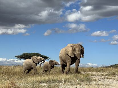 Entre las llamadas más habitualesde los elefantes  están las que emiten las madres buscando a sus crías y las usadas para reconocerse. En la imagen, una madre con sus crías en el norte de Kenia.