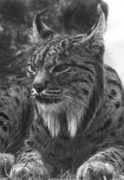 Lince ibérico.