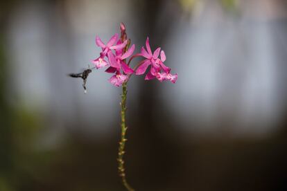 Isla Orquídea es un santuario natural de esta hermosa especie, considerada como la flor nacional de Venezuela (en la foto). Un sendero ecológico invita a recorrer este islote fluvial ubicado al norte del Auyán-Tepui (Salto Ángel). Es una de las excursiones habituales en el parque nacional de Canaima.