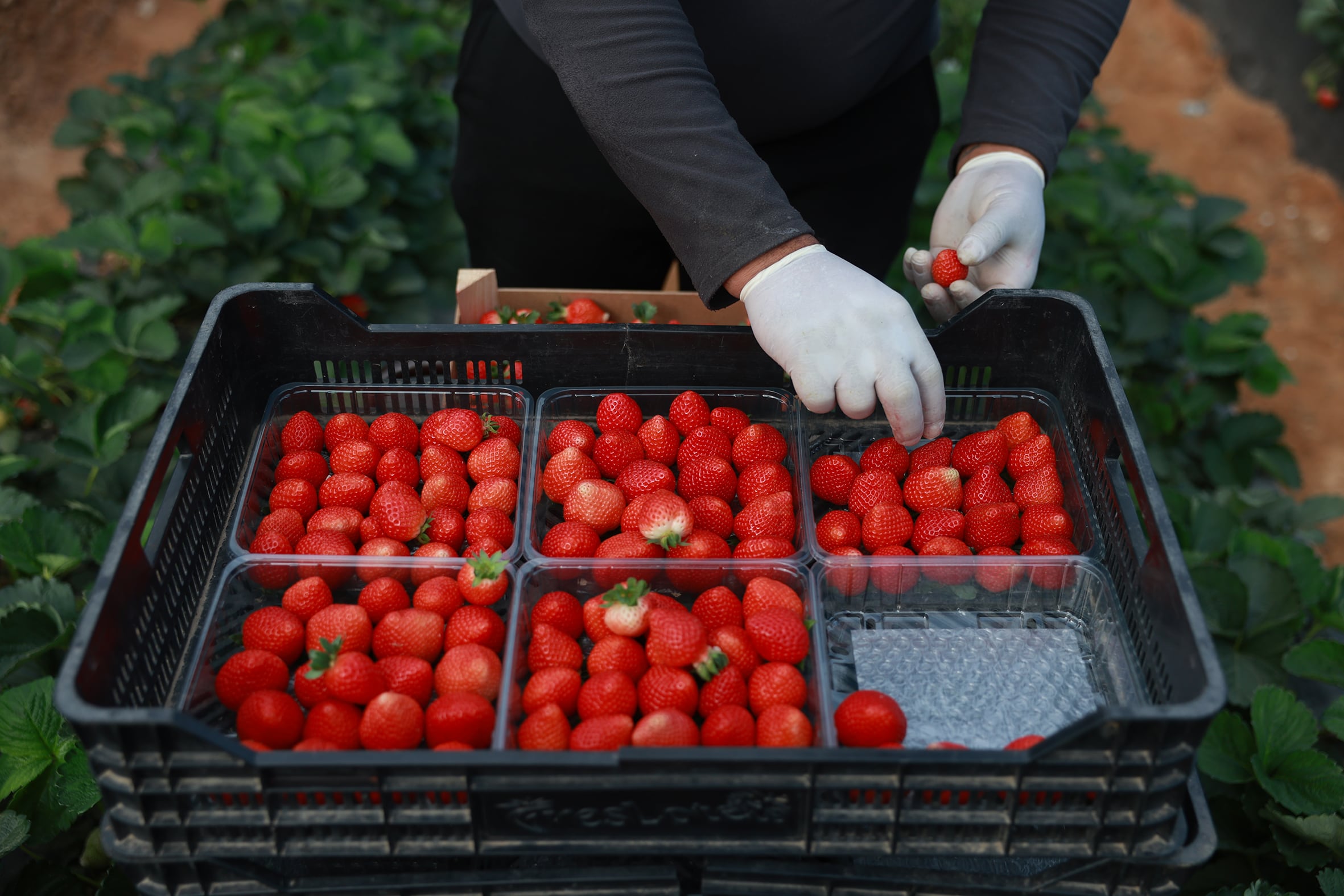 Trabajadoras inmigrantes en la recogida de la fresa en Huelva.