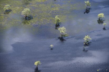 Tierras bajas inundadas cerca de las desembocaduras del río Amazonas y el río Araguari, en Brasil.