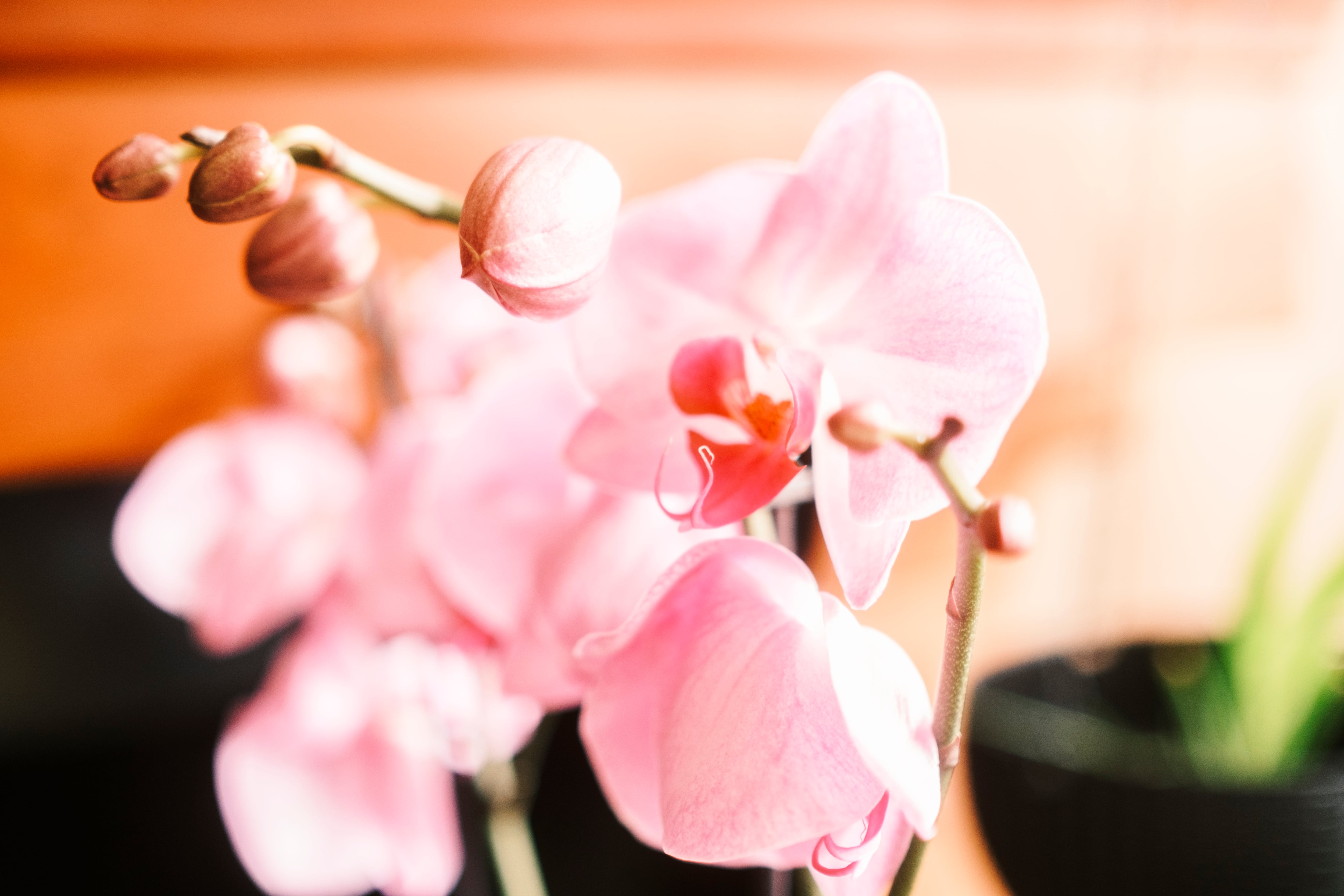 Una orquídea rosada adorna la casa de la familia de Violeta Guerrero, en su memoria.