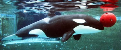 La orca Morgan durante una actuaci&oacute;n en el Loro Parque de Tenerife